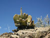 Opuntia basilaris