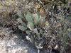 Opuntia basilaris