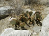 Opuntia basilaris