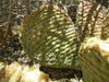 Opuntia basilaris