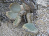 Opuntia basilaris