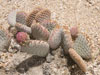 Opuntia basilaris