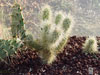 Cylindropuntia bigelovii