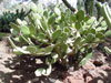 Opuntia bravoana