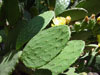 Opuntia bravoana