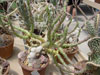 Opuntia chaffeyi