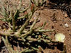 Opuntia chaffeyi