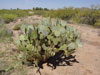 Opuntia chlorotica