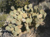 Opuntia chlorotica