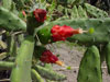 Opuntia dejecta