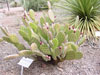 Opuntia decumbens