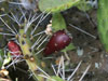 Opuntia decumbens