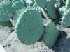 Opuntia durangensis