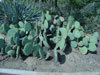 Opuntia durangensis