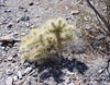 Cylindropuntia echinocarpa