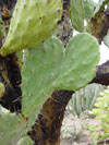 Opuntia elatior