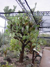 Opuntia elatior