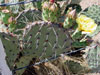 Opuntia engelmannii