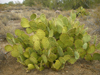 Opuntia engelmannii