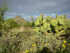 Opuntia engelmannii