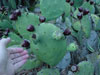 Opuntia engelmannii