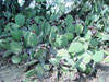 Opuntia engelmannii