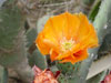 Opuntia ficus-indica