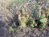 Opuntia fragilis