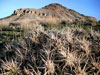 Opuntia fragilis