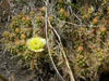 Opuntia fragilis