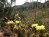 Opuntia fragilis