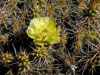 Opuntia fragilis