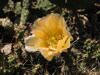 Opuntia fragilis