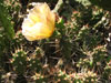 Opuntia fragilis