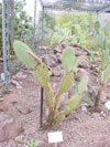 Opuntia galapageia