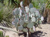 Opuntia santa-rita