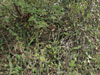 Opuntia guatemalensis