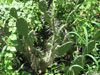 Opuntia guatemalensis