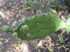 Opuntia guatemalensis