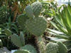 Opuntia hitchcockii