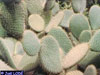 Opuntia hyptiacantha