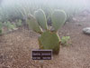 Opuntia joconostle