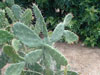 Opuntia karwinskiana