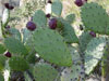 Opuntia littoralis