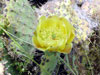 Opuntia littoralis