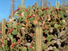 Opuntia littoralis