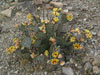 Opuntia macrocentra