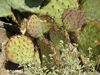 Opuntia macrocentra