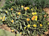 Opuntia macrorhiza