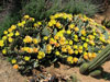 Opuntia macrorhiza